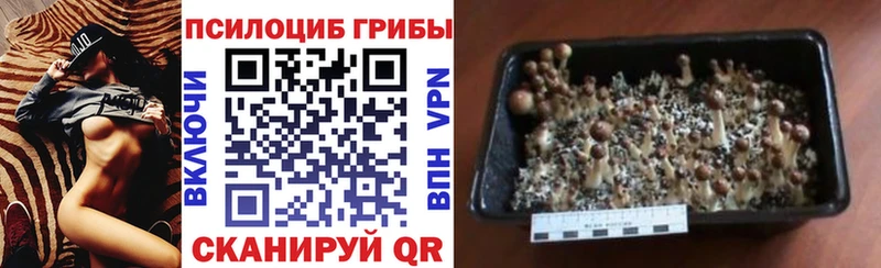 Галлюциногенные грибы мицелий что такое наркотик Медынь